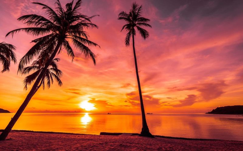 Praesent libro se cursus ante